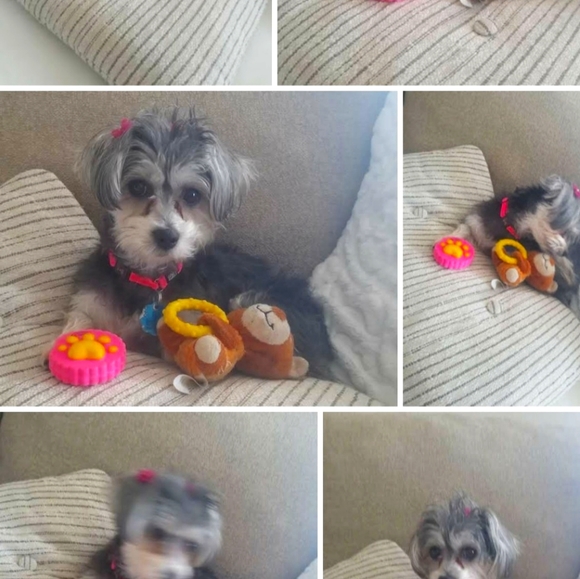 Meet your Posher, Vanessza 🐠Posh Ambassador🐠 - Picture 5 of 16